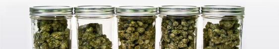 weedcourier
