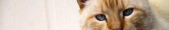 catsanddogs