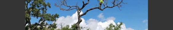 toppointtree