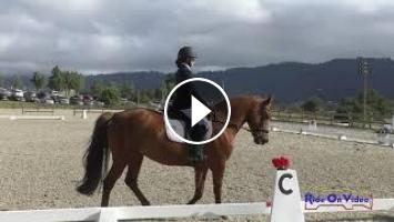 372D Emma Noelle Eschelman on BFF Penny Royale Open Starter Dressage Woodside May 2024